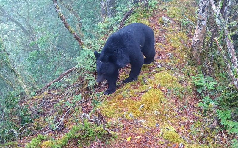 內政部國家公園署玉山國家公園管理處民國114年3月起加入國家公園署與農業部林業及自然保育署共同推動的全國野生動物長期監測系統，選定10處關鍵位置架設監測相機。圖為自動相機拍到台灣黑熊在玉山園區活動。（玉山國家公園管理處提供）中央社記者蕭博陽南投縣傳真　115年2月23日