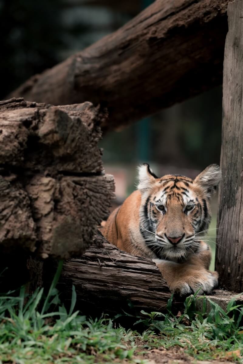 泰國北部清邁府「老虎王國」保育園區飼養的老虎。（圖取自facebook.com/TigerKingdomMaerimChiangmai）