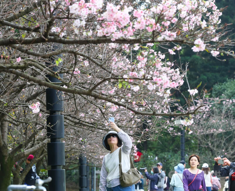 農曆春節假期期間，民眾前往台北市中正紀念堂園區內賞櫻，在櫻花樹下取景拍照。（中央社檔案照片）