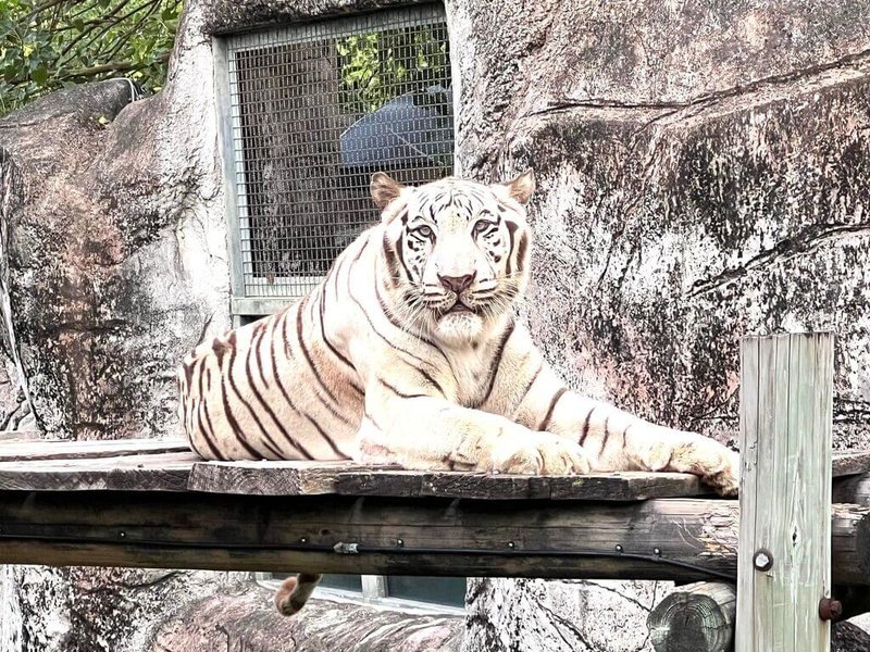 高雄壽山動物園的明星白老虎「昭海」，22日以相當於人類90歲的高齡19歲，走完生命最後一哩路。（高雄壽山動物園提供）中央社記者蔡孟妤傳真　115年2月24日