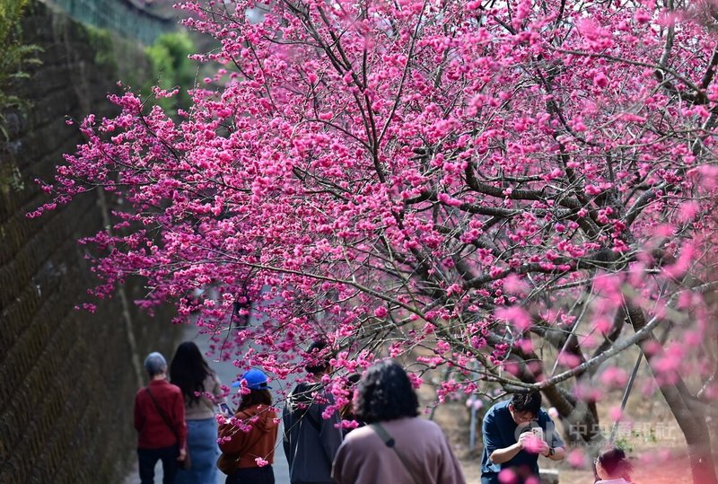 嘉義縣番路鄉半天岩紫雲寺旁一處私人山坡，種植近200株的八重櫻，櫻花主人在5年前開放民眾自由入園參觀，每逢春節前後花開時，總會吸引大批遊客，帶動當地觀光。中央社記者蔡智明攝　115年2月24日