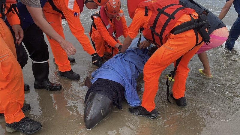 海巡人員24日於屏東車城海口沙灘搶救擱淺小虎鯨，依標準作業程序以濕毛巾包覆，持續用海水保濕、降溫，觀察生命跡象，並配合專業人員進行後續評估與救援處理。（海巡署南部分署第六岸巡隊提供）中央社記者黃郁菁傳真 115年2月24日