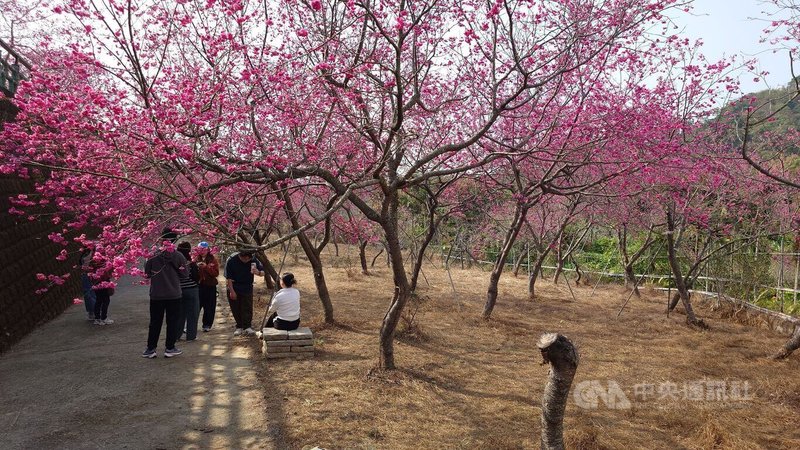 嘉義縣番路鄉半天岩紫雲寺旁一處私人山坡，種植近200株的八重櫻，因受2025年颱風影響，倒了30、40株，2026年春天花況，不如從前，地主補植需待幾年後才能恢復原況。中央社記者蔡智明攝　115年2月24日