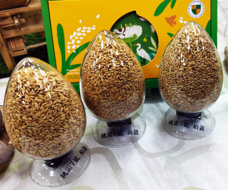 農業部桃園區農業改良場因應暖化、降雨不均趨勢，育成水稻品種「桃園5號」、「桃園6號」及「桃園7號」，分別具節水、減碳、省工特性。中央社記者汪淑芬攝　115年2月24日