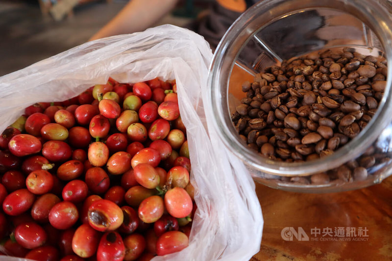 農業部農糧署東區分署輔導花、東咖啡農友取得有機及安全驗證，並導入精品咖啡評鑑制度與專業後製技術，不僅產量上穩定成長，評鑑賽事成績也逐年提升，建立東部咖啡香醇口碑與品牌印象。中央社記者李先鳳攝　115年2月25日