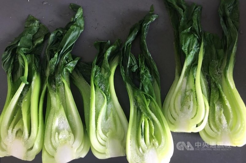 青江菜生長快速、耐寒且適合瑞士氣候，成為瑞士本地農業轉型中的亮點。中央社記者郭芳君蘇黎世攝　115年2月25日