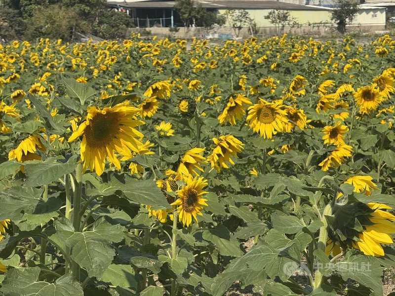 新竹市東大路三段一處農田正值休耕，地主與耕作者配合政策種植大片向日葵，盛開後一片金黃，近期成打卡熱點，盼促進在地觀光發展。中央社記者魯鋼駿攝　115年2月26日