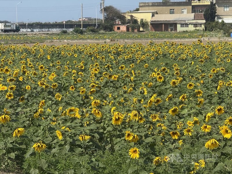 新竹市東大路三段一處農田正值休耕，地主與耕作者配合政策種植大片向日葵，如今金黃花海盛開，成為近期最夯的限定打卡熱點。中央社記者魯鋼駿攝　115年2月26日