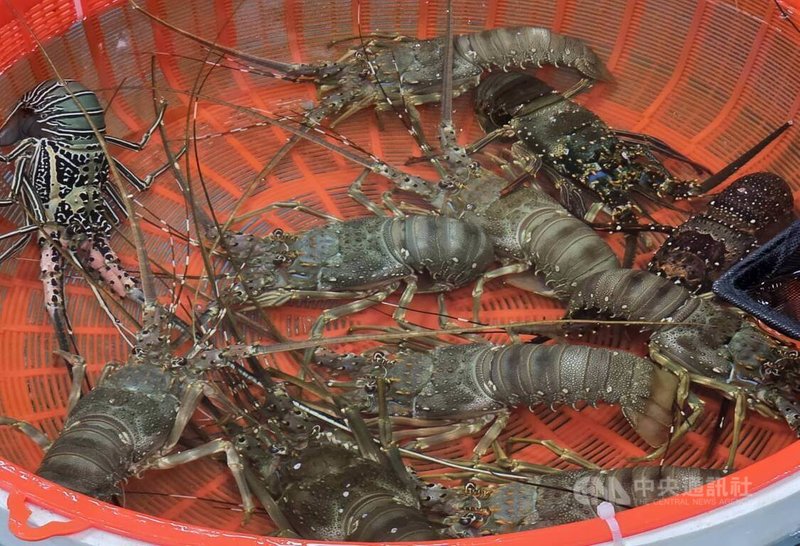 元宵將至，澎湖縣各宮廟的乞龜活動27日起陸續登場，其中興仁懋靈殿還推出乞龍蝦活動，只要擲出3聖筊，就可獲得一隻價值千元的活龍蝦。中央社　115年2月27日