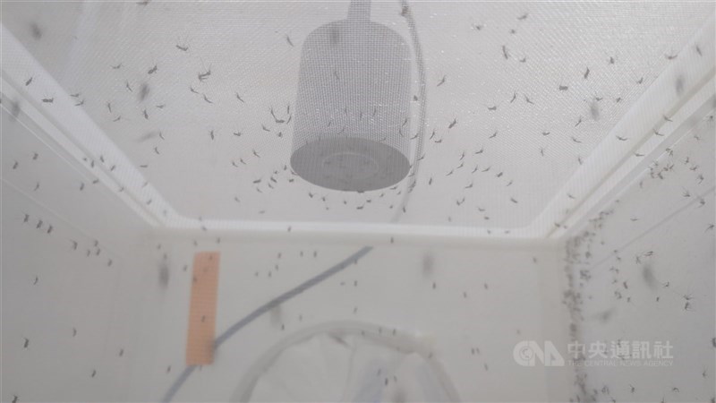 圖為衛福部疾管署「病媒實驗室」所飼養病媒蚊。（中央社檔案照片）