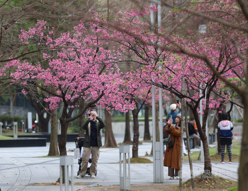 台北市信義區松高路旁近日櫻花盛開，吸引許多民眾拍照留念。（中央社檔案照片）