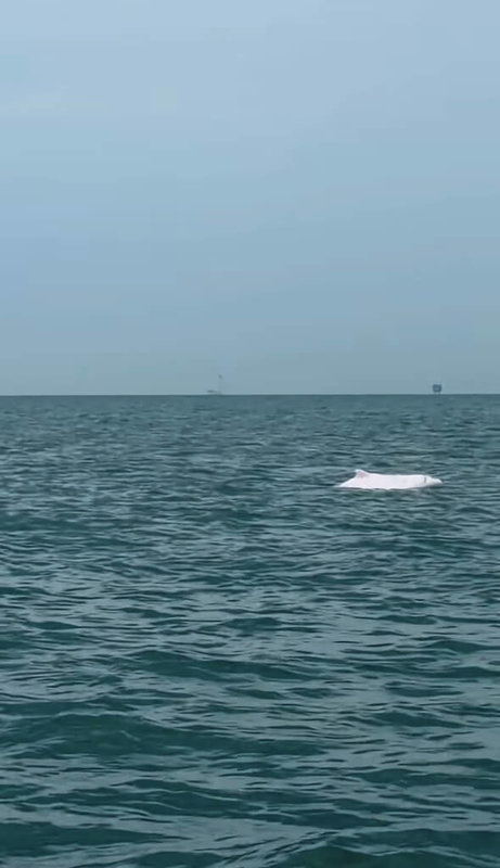 有民眾近日在彰化鹿港外海發現白海豚身影，將畫面上傳網路後引起討論，目睹民眾直呼好幸運。（網友dolphin_05.29提供）中央社記者鄭維真傳真 115年2月28日