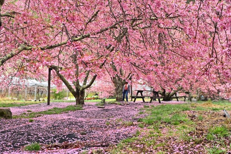 武陵農場櫻花季交通管制到1日為止,目前農場早櫻盛開,晚櫻也接續綻放,還有落英繽紛呈現花毯,遊客都驚嘆太美了。(武陵農場提供)中央社記者郝雪卿傳真 115年3月1日