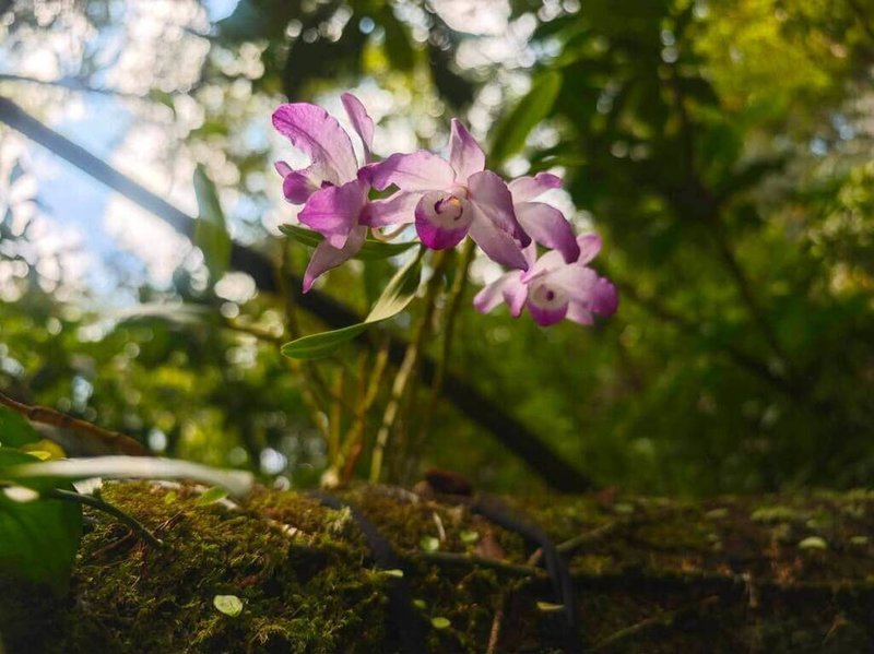 櫻石斛為蘭科石斛蘭屬植物，為原生稀有珍貴蘭花，通常附著生長於低海拔1000公尺原始闊葉林的樹幹上，野生數量不到200株，農業部生物多樣性研究所將野外採集的櫻石斛果莢進行無菌播種，2023回種到原生地復育，觀測存活率約7成。（生多所提供）中央社記者汪淑芬傳真 115年3月2日