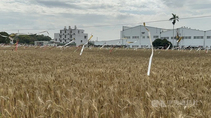 又到金黃麥浪季節，台中市大雅區農會7日起將推出2026小麥產業文化節，以「麥穗蹦馬戲」為主題，希望帶給民眾歡樂氣氛。中央社記者趙麗妍攝　115年3月2日