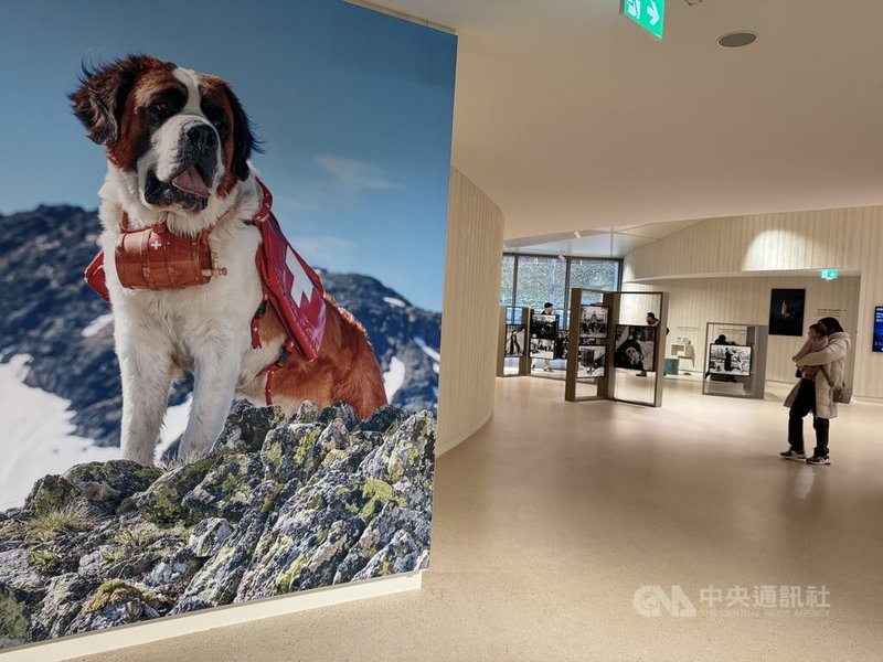 聖伯納犬是瑞士的代表性形象之一，傳說牠們脖子掛著一個小酒桶是為協助雪中受困者，但科學檢測並未在這些桶子內發現酒精痕跡，顯見只是將人們引入聖伯納犬世界的可愛小故事。中央社記者郭芳君瓦來州攝　115年3月3日