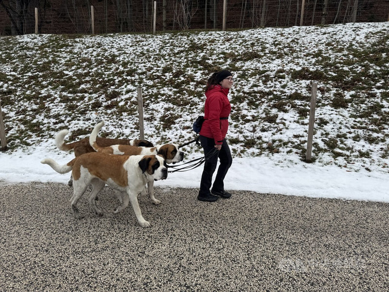 瑞士聖伯納犬中心以復育原始犬種精神為基礎，專注培育健康、長壽、親人且性格溫和的聖伯納犬，每日在山間散步。中央社記者郭芳君瓦來州攝　115年3月3日