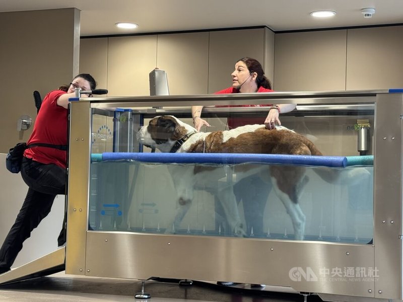 為確保每一隻聖伯納犬的身心健全，聖伯納犬中心提供寬敞空間、規劃完善的分組飼養與照護制度。專業的腿部復健也是成犬的日常生活之一。中央社記者郭芳君瓦來州攝　115年3月3日