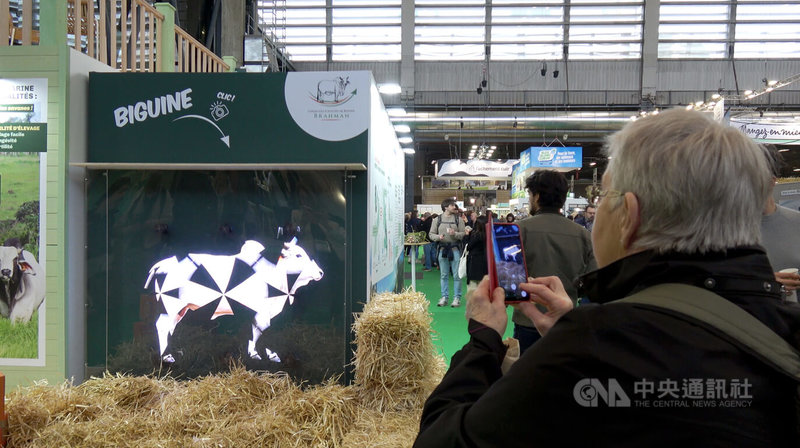 法國牛隻因牛結節疹疫情，在2月21日至3月1日巴黎農業大展期間首次缺席，造成參觀人數較去年下降近3成。圖為觀眾對虛擬影像的牛隻拍照。中央社記者李若韻巴黎攝 115年3月3日