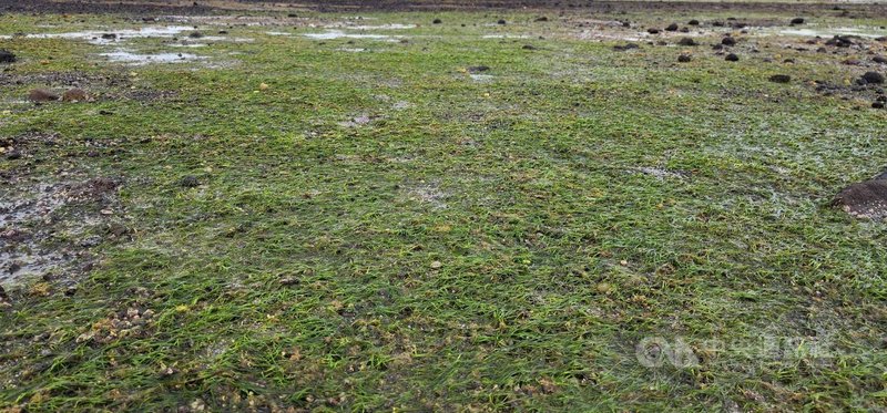 水試所澎湖漁業生物研究中心在澎湖海域淺坪，進行海草與海草床修復，擴大海草復育範圍，成果看得見。中央社   115年3月3日