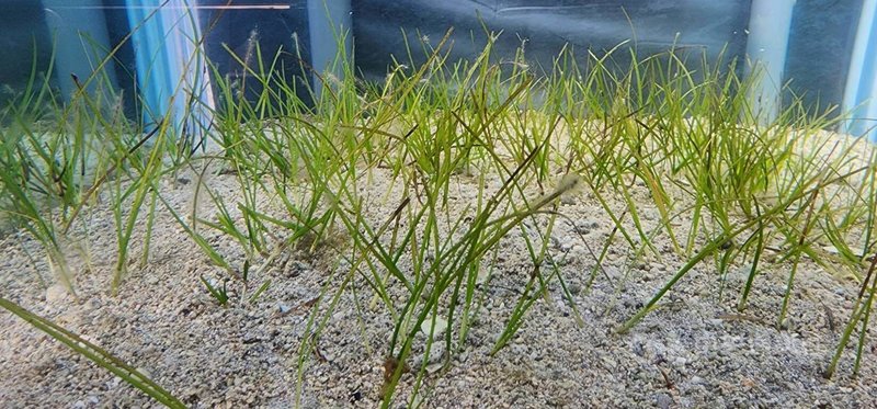 水試所澎湖漁業生物研究中心在澎湖海域淺坪，在通梁、重光、港子及虎井等淺坪海域種植海草與海草床修復，成果可見。中央社   115年3月3日