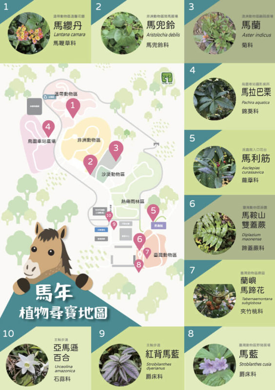 2026年生肖馬年，又逢3月3日世界野生植物日，北市立動物園將園內名稱有「馬」字植物，彙整做成「馬年植物尋寶地圖」上架官網，邀遊客按圖索驥認識植物。（台北市立動物園提供）中央社記者楊淑閔傳真 115年3月3日