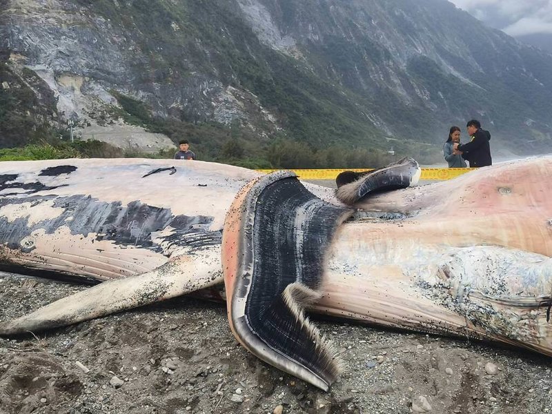 花蓮縣崇德外海一處定置漁場內4日上午被發現有一頭體長約15.4公尺的鯨魚屍體，疑為死亡後漂入漁場內。專家初判可能是長須鯨或大村鯨。（民眾提供）中央社記者張祈傳真　115年3月4日
