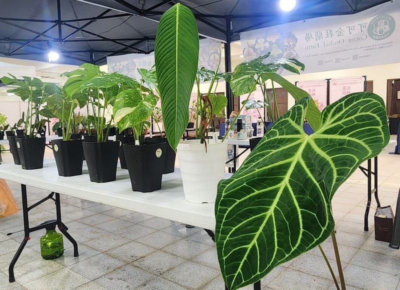 台灣熱帶雨林暨觀葉植物精品大賞6日至8日在國立暨南國際大學舉辦，今年以「畫說雨林」為主題，結合雨林植物與植物繪畫，呈現雨林植物多元樣貌。（埔里鎮公所提供）中央社記者蕭博陽南投縣傳真　115年3月4日