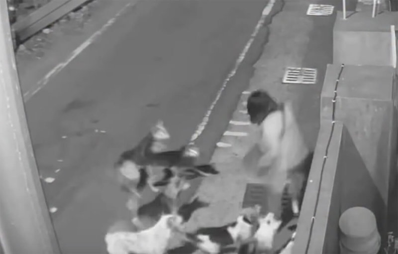 彰化縣和美鎮近日有多位民眾遭狗群追趕，甚至被咬傷，其中有步行婦人被追，嚇得衝到一旁房舍躲避；彰化縣動物防疫所4日表示，已要求飼主家屬將犬隻綁好，尚有5隻在外遊蕩，將再前往捕捉，並依動保法開罰。（賴清美提供）中央社記者鄭維真傳真 115年3月4日