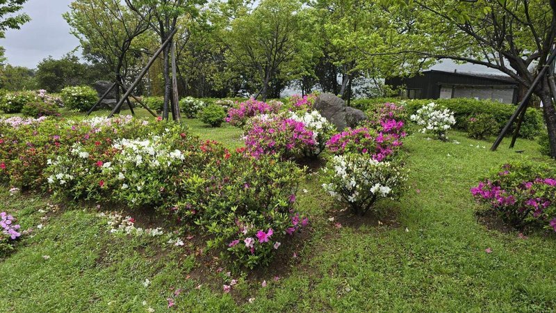 台北市議員林杏兒提到陽明山杜鵑花季恐無花可賞，是因廠商修剪導致花量減少。公園處回應，此為例行性養護，且陽明山的杜鵑花已陸續初開，花量減少是山區開花時間與平地略不同。（公園處提供）中央社記者劉建邦傳真　115年3月4日