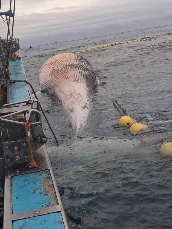 花蓮縣定置漁網業者4日上午巡視位於崇德外海的漁場時發現有一頭鯨魚卡在網內，隨即通報，後續發現鯨屍已有腐爛情形，疑為死亡後漂入漁場內。（民眾提供）中央社記者張祈傳真　115年3月4日