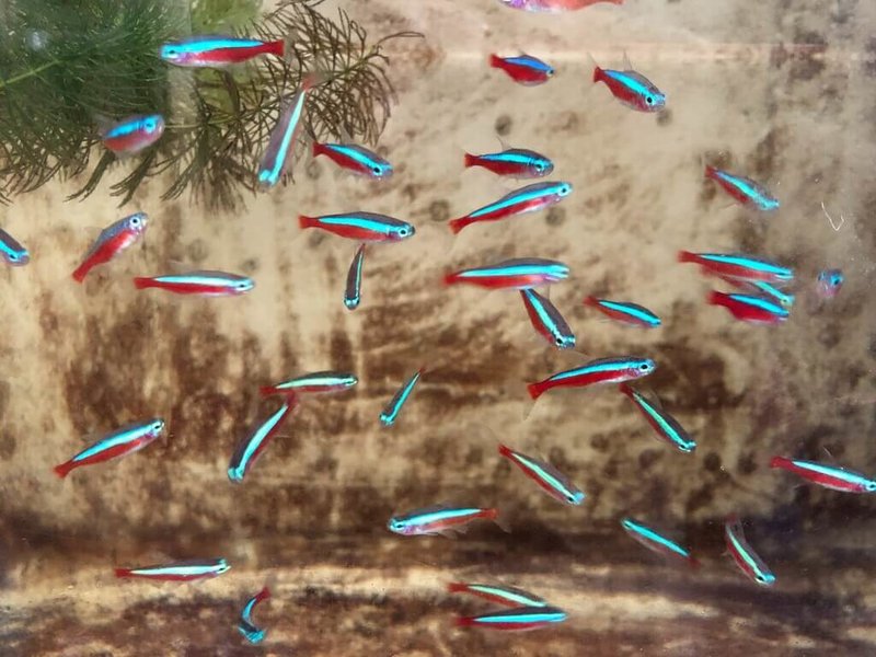 「阿氏霓虹脂鯉」（俗稱紅蓮燈）深受市場喜愛的觀賞魚，農業部水產試驗所成功建立建人工繁技術，將可協助產業自主量產。（水試所提供）中央社記者汪淑芬傳真　115年3月5日