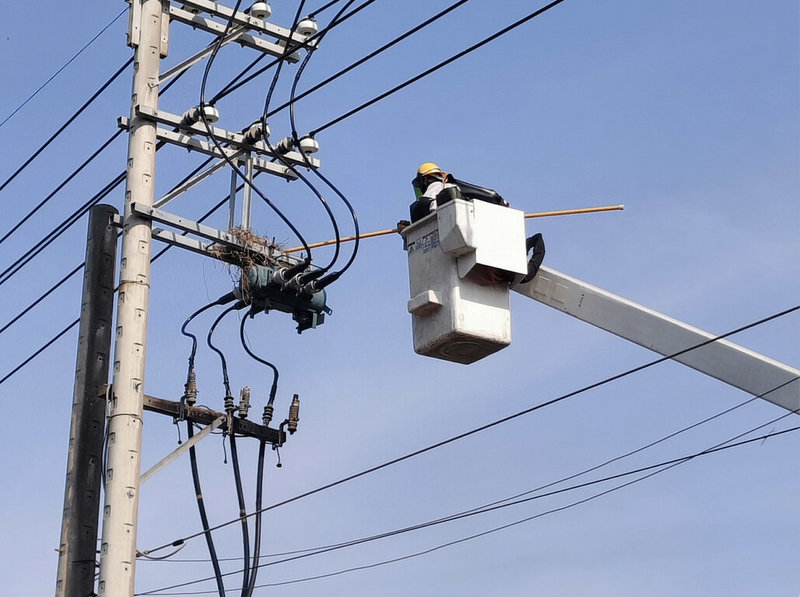 台電人員5日進行鳥巢摘除作業，避免外物碰觸線路造成停電。（台電提供）中央社記者曾智怡傳真　115年3月5日