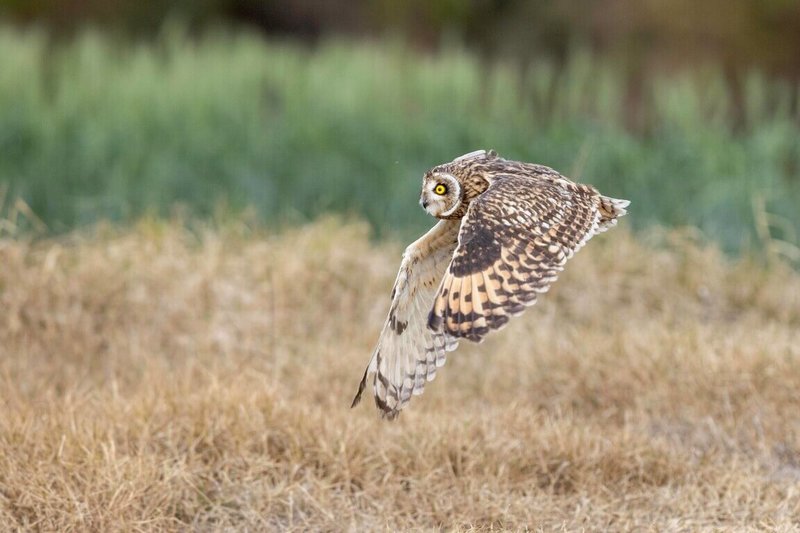 內政部國家公園署金門國家公園管理處將傷癒猛禽衛星追蹤納入鳥類救傷管理，發現短耳鴞除農地，也在花崗岩植被區棲息，打破過往對短耳鴞棲地選擇單一印象。（金門國家公園管理處提供）中央社記者吳玟嶸傳真　115年3月5日