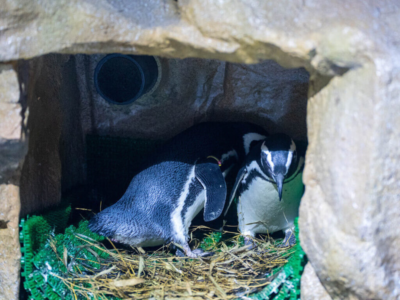 台中海洋館內目前有6隻麥哲倫企鵝，2月間出現頻繁點頭致意、互相追逐等求偶儀式，館方也協助企鵝們配對成家，日前也發現順利生下企鵝蛋。圖為企鵝伴侶互相理毛。（台中海洋館提供）中央社記者趙麗妍傳真 115年3月6日