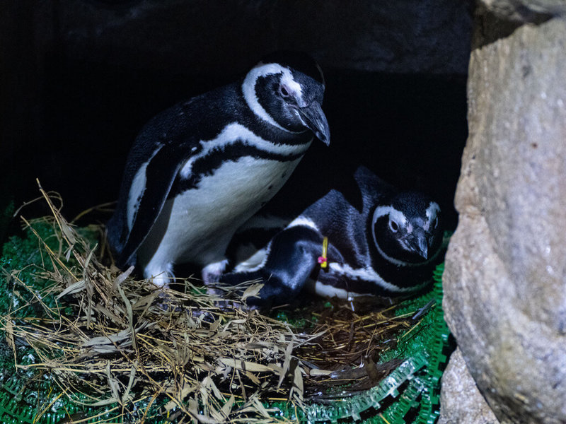 台中海洋館內企鵝日前經配對成家，企鵝多在洞穴或灌木叢中築巢。（台中海洋館提供）中央社記者趙麗妍傳真　115年3月6日