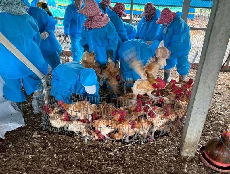 雲林縣水林鄉2處紅羽土雞場均被檢出感染H5N1亞型高病原性禽流感，縣府6日派員撲殺逾2萬4000隻土雞，全力阻斷病毒傳播鏈。（雲林縣政府提供）中央社記者蔡智明傳真　115年3月7日