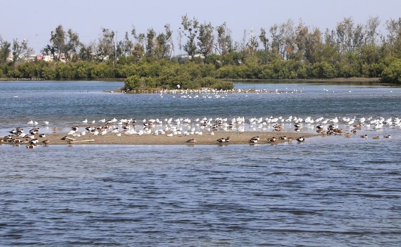 嘉義縣農業處7日表示，布袋鹽田濕地（圖）為候鳥來台度冬重要棲息場域，每年冬春之際，大批水鳥於鹽田與魚塭間覓食棲息，構築出壯闊濕地景觀，不少鳥類換上繁殖羽色，是觀察與記錄的最佳時機。（嘉義縣政府提供）中央社記者蔡智明傳真  115年3月7日