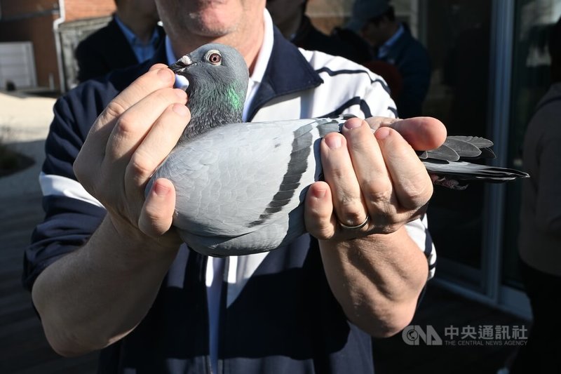 賽鴿新金（NEW KIM），在2020年的一場拍賣會上以160萬歐元（約新台幣5900萬元）的價格拍出，創下全新的世界紀錄。目前飼養於比利時魯汶一間專業鴿舍。中央社記者吳柏緯魯汶攝 115年3月8日