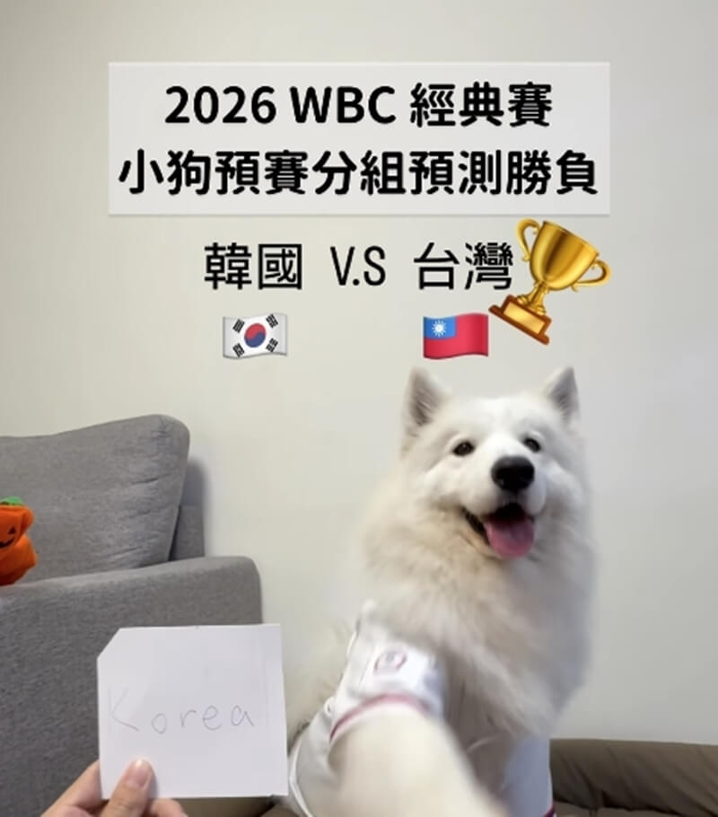 社群媒體上一隻名叫「萊芙」的薩摩耶犬精準預測WBC經典賽台灣隊預賽比賽結果，引發球迷討論。（圖取自instagram.com/lifewang_samoyed）