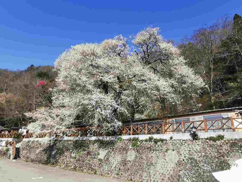 春天腳步接近，雪霸國家公園管理處9日說，觀霧遊憩區的「霧社櫻王」目前花開已接近8成，預估再3至5天就會滿花全開。（雪霸國家公園管理處提供）中央社記者管瑞平傳真　115年3月9日