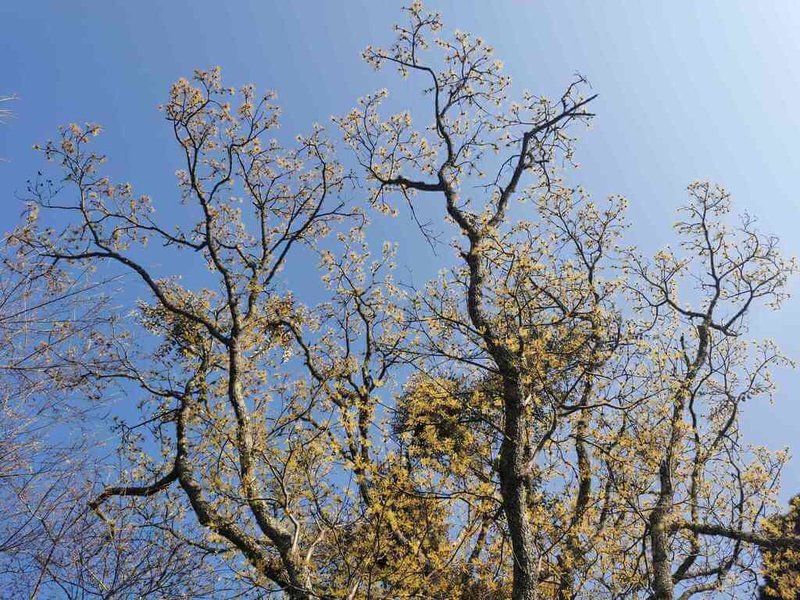 觀霧遊憩區除了著名「霧社櫻王」，沿途也能欣賞豐富多樣的森林花景，像是大鹿林道16K、大鹿林道東線1.8K、觀霧山莊附近可見台灣檫樹開出可愛的黃色花朵。（雪霸國家公園管理處提供）中央社記者管瑞平傳真　115年3月9日