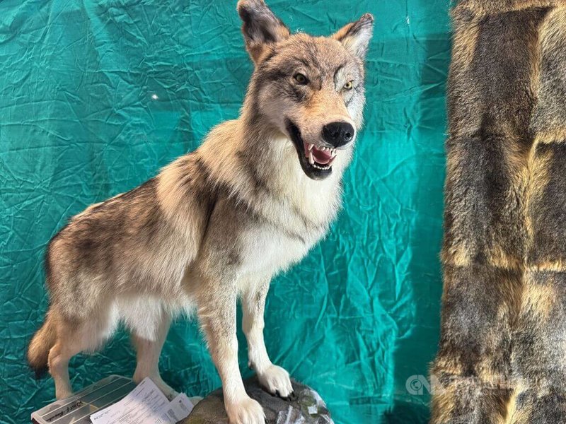 在瑞士狼少有天敵,近年因狼群攻擊牧民的羊隻的新聞不斷,是否可射殺狼政治議題。中央社記者郭芳君瑞士阿爾高州攝 115年3月9日