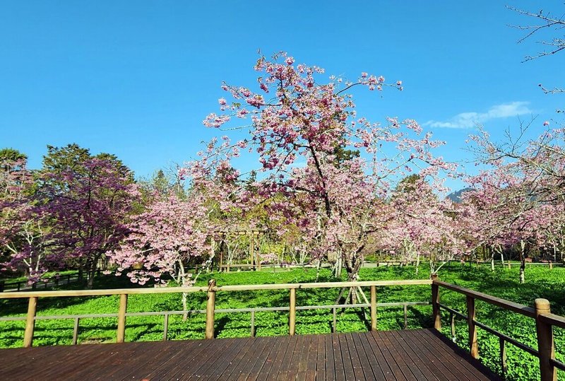 阿里山花季10日在森林遊樂區舉行開幕活動，園區擁有多達31種櫻花品系，已陸續綻放，在阿里山工作站前的阿龜櫻盛開。（嘉義分署提供）中央社記者黃國芳傳真　115年3月10日