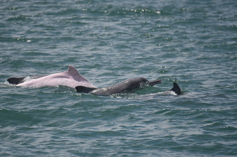 海洋委員會海洋保育署10日公布114年度台灣西部沿海白海豚監測成果，於海上調查期間共目擊白海豚17群次，其中8群次為母帶幼豚的育幼群畫面，並辨識出30隻個體、記錄25隻次幼豚。圖為調查過程在雲林縣三條崙漁港目擊的白海豚育幼群。（海洋委員會海洋保育署提供）中央社記者張已亷傳真　115年3月10日