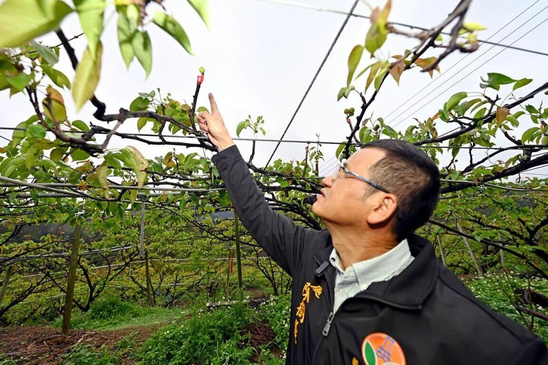 苗栗縣高接梨受1月持續低溫及降雨稀少影響，導致梨穗枯萎嚴重、結果率不佳，縣府10日表示，將報請農業部爭取天然災害現金救助，補貼農民損失。（苗栗縣政府提供）中央社記者管瑞平傳真　115年3月10日