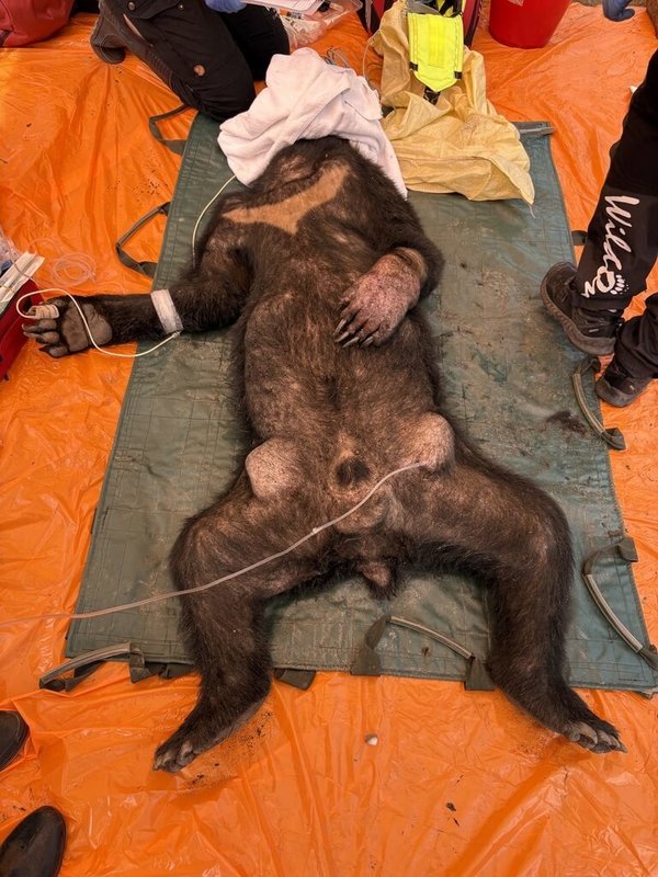 花蓮卓溪鄉部落民宅旁雞寮又有黑熊入侵，林保署花蓮分署獲報啟動監測，發現黑熊連日反覆侵擾，累計已造成12隻雞損失，造成居民損失與不安，9日成功捕獲，並暫時收容。（林業及自然保育署花蓮分署提供）中央社記者李先鳳傳真　115年3月10日