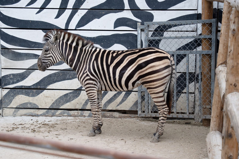 台北市立動物園說，斑馬非常敏感、容易緊迫，雌性的查普曼斑馬「樹格登」能平靜運抵，與114年11月先將運輸箱放到她原本生活場地熟悉，預做減敏準備有關。（台北市立動物園提供）中央社記者楊淑閔傳真 115年3月11日