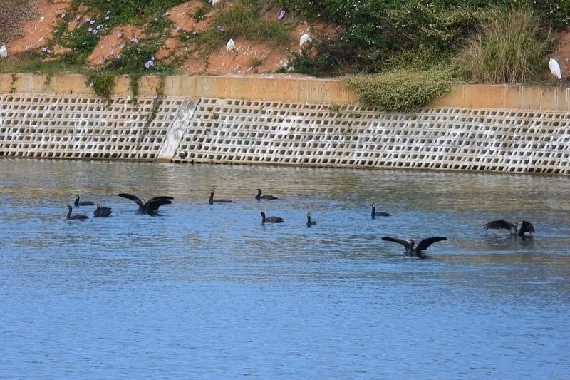桃園市野鳥學會進行冬季埤塘鳥類普查，今年走訪桃園共203口埤塘，1月鸕鶿（圖）數量幾乎翻倍成長，突破3000隻。（桃園市野鳥學會提供）中央社記者吳睿騏桃園傳真　115年3月11日