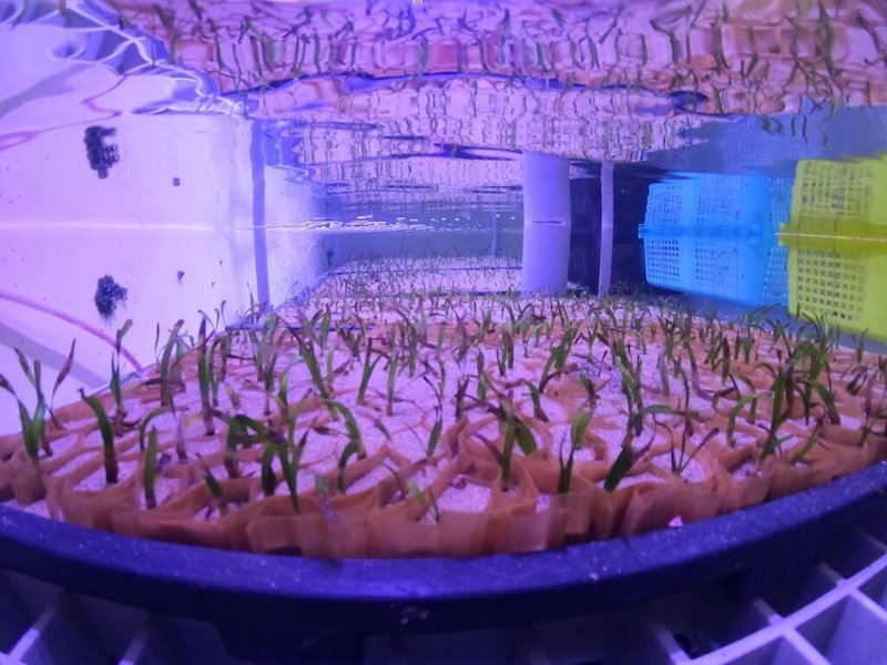 農業部水產試驗所東部漁業生物研究中於2023年接下台灣本島海草復育任務。圖為研究中心培育的泰來草種苗。（水試所東部漁業生研究中心提供）中央社記者汪淑芬傳真 115年3月12日